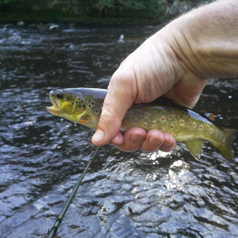 Wild brown trout from the River Tees