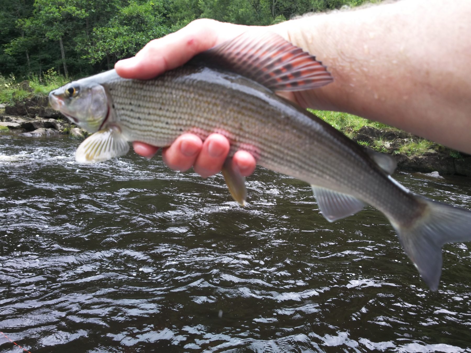 Another Nice Grayling