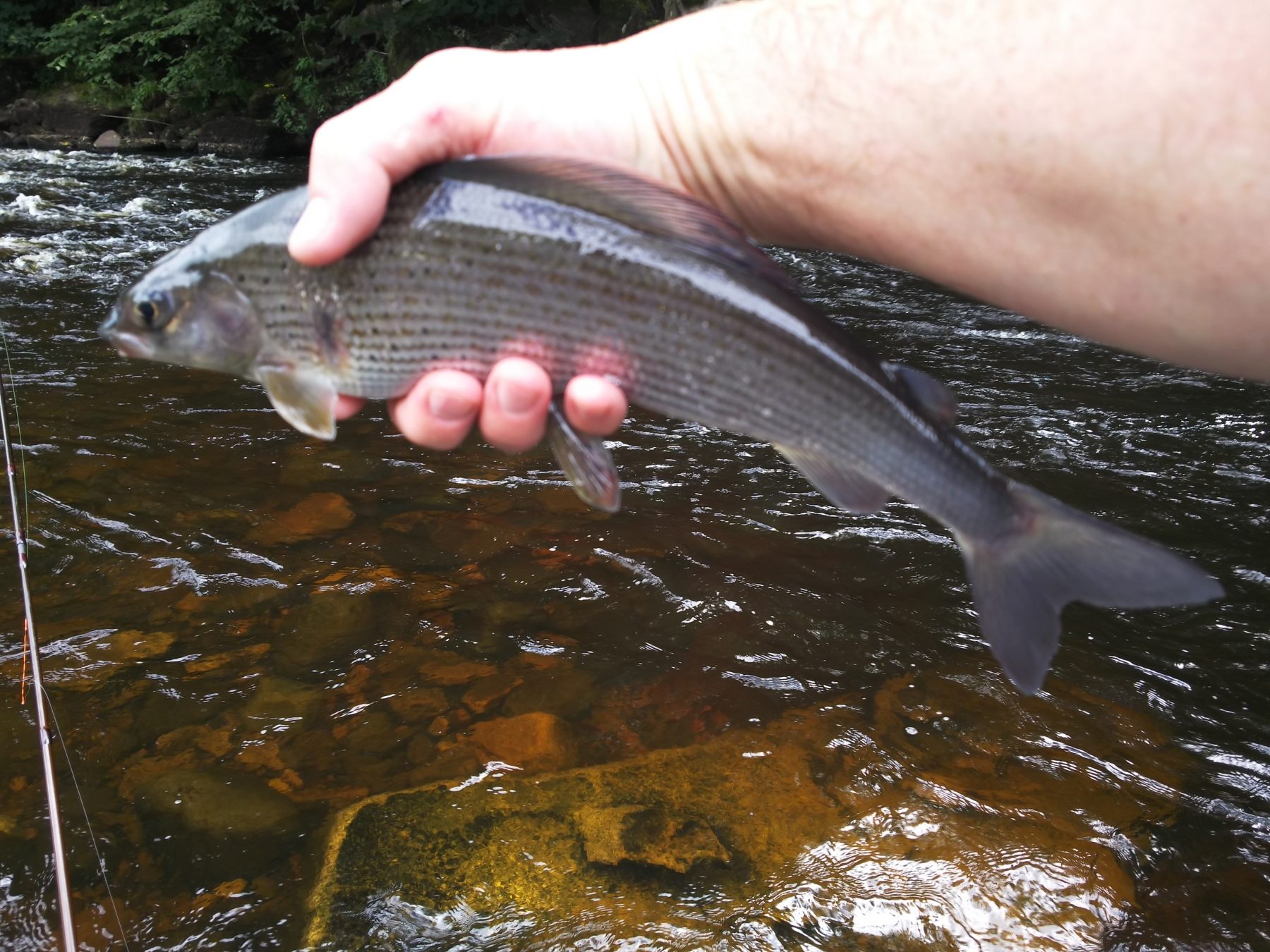 Nice Grayling