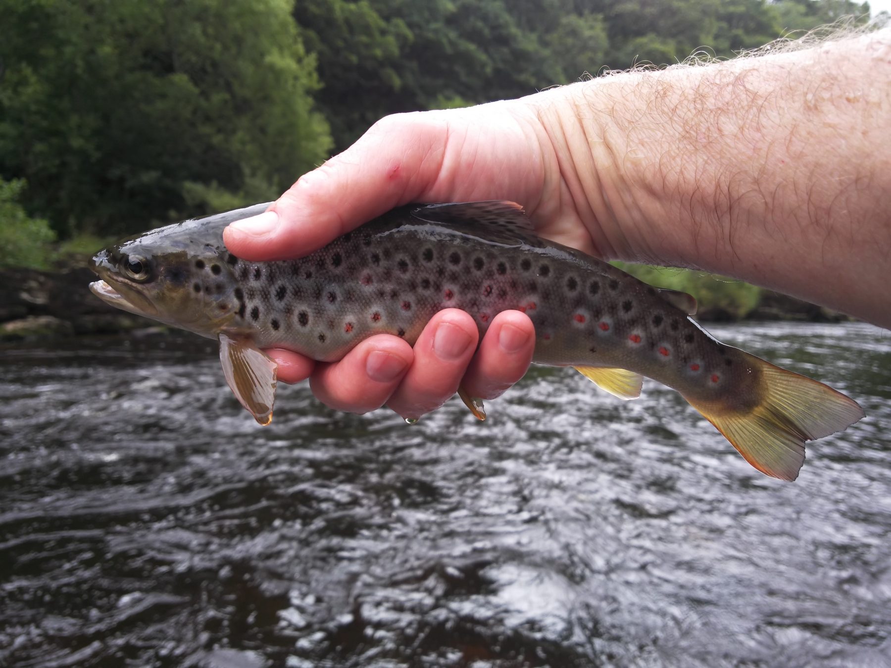 Wild Brown Trout
