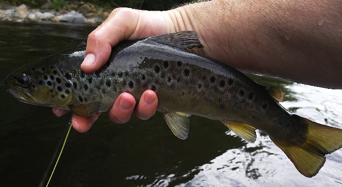A fine brown trout
