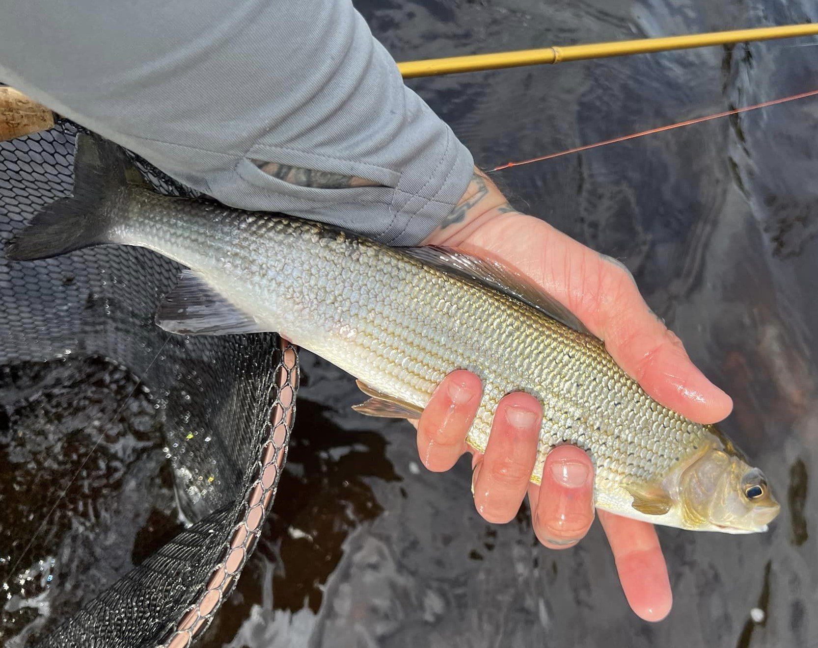 Grayling