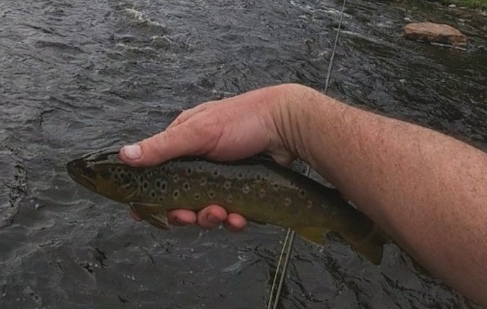 Wild brown trout