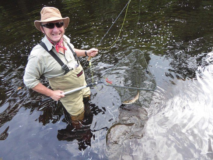Another wild brown trout
