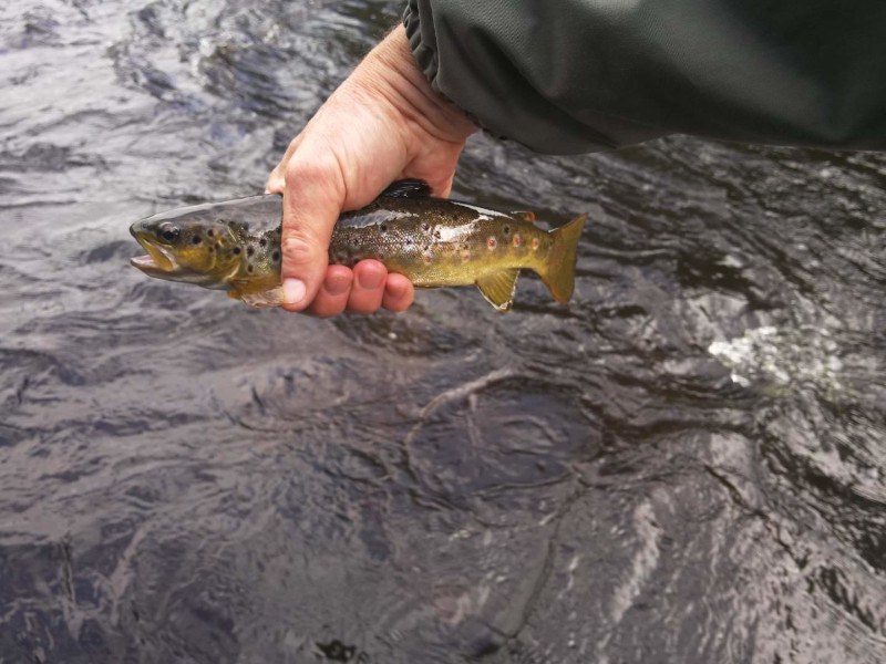 A wild Tees brown trout