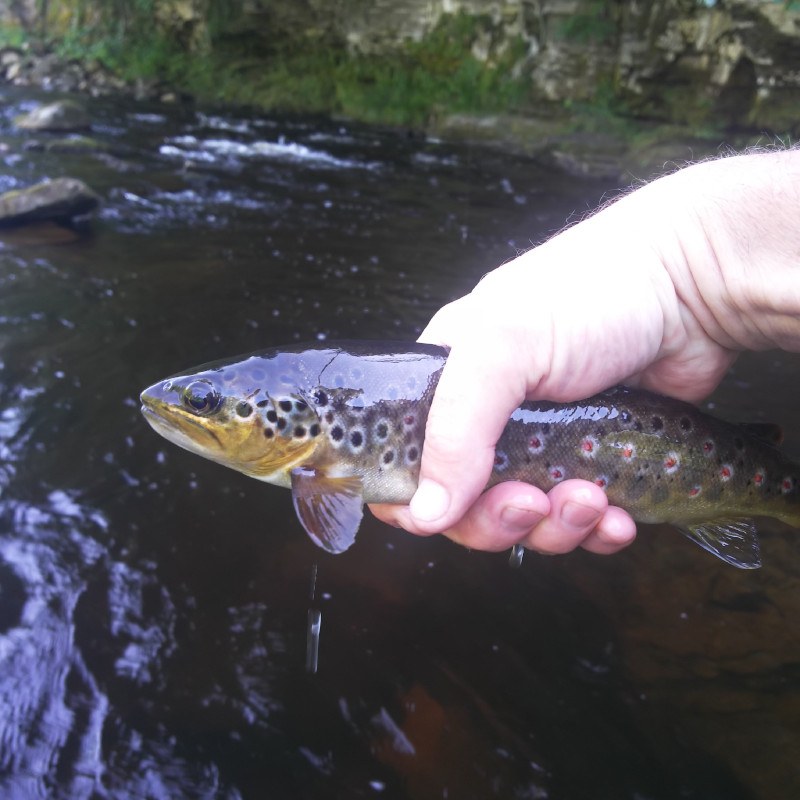 Brown trout ready for release