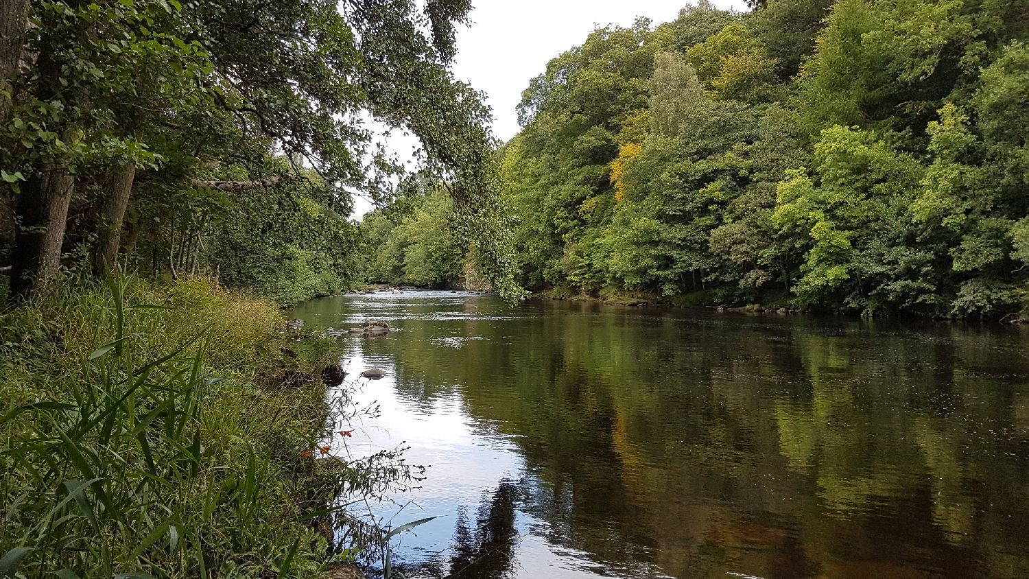 The River Tees flowing through woodland on the Romaldkirk Anglers beat