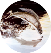 Romaldkirk Anglers logo