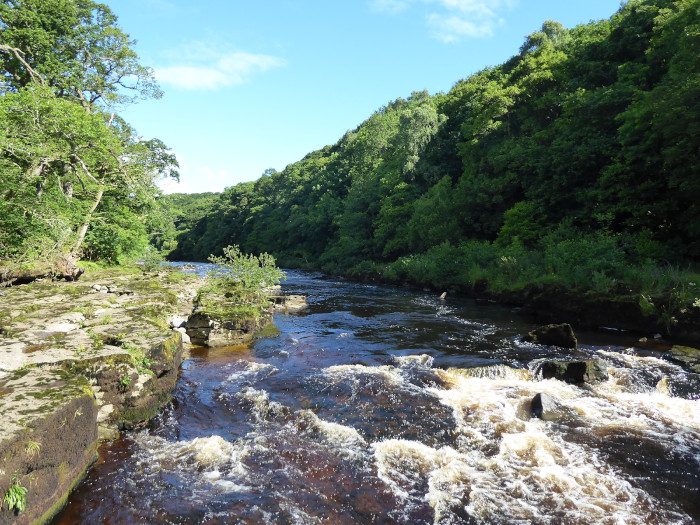 River Tees flowing through woodland at Romaldkirk